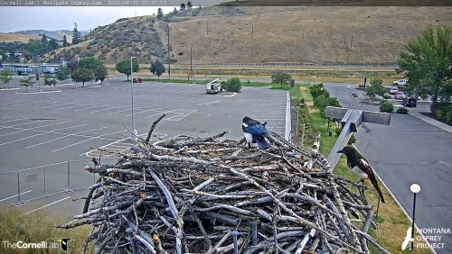 hellgate magpie  landed on iris nest 7 37 aug 10 .jpg