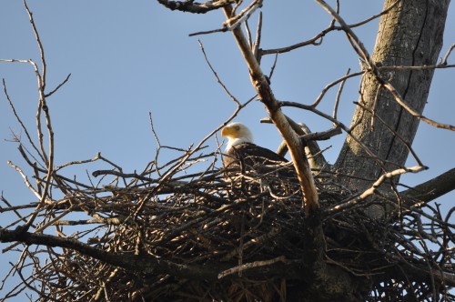 Eagle adult in McGuire-Banford nest Aug 13, 2022 (4).JPG