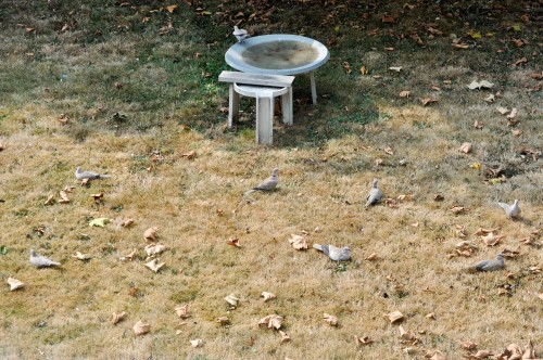 Doves in yard  Sept 14, 2022.jpg
