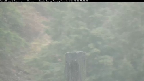 hellgate owl pole cam went to black screen for min back 3 03 sept 22 .jpg
