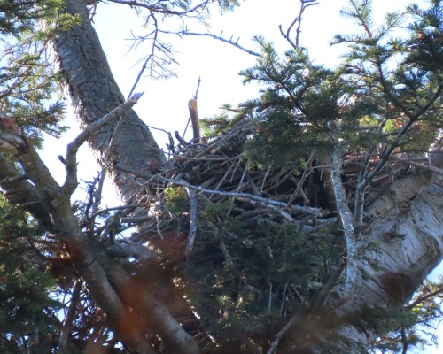 Saxe Pt. Park Eagle Nest(1) 18 Oct. 2022.JPG