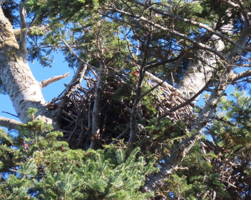 Saxe Pt. Park Eagle Nest(2) 18 Oct. 2022.JPG