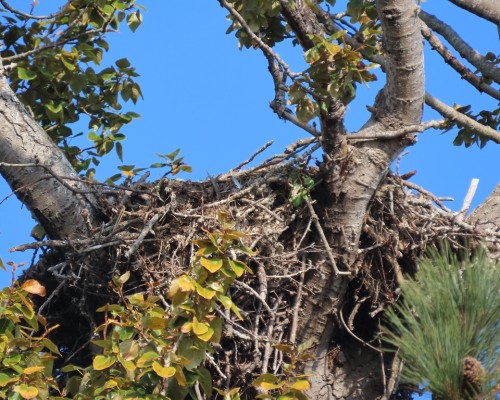 Lansdowne-Uplands Eagle Nest(2) 18 Oct. 2022.JPG