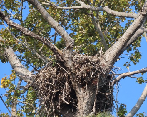 Lansdowne-Uplands Eagle Nest(3) 18 Oct. 2022.JPG