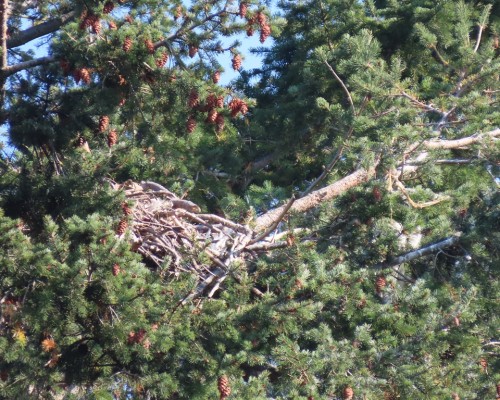 York Pl. Eagle Nest(2) 19 Oct. 2022.JPG