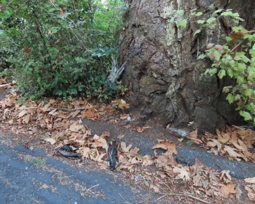 Sylvan Lane Eagle Nest Tree 19 Oct. 2022.JPG