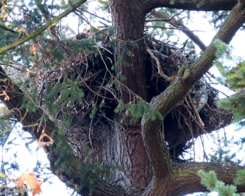 Sylvan Lane Eagle Nest(1) 19 Oct. 2022.JPG