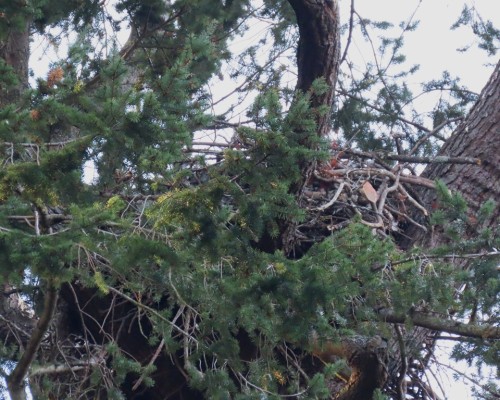 Sylvan Lane Eagle Nest(2) 19 Oct. 2022.JPG