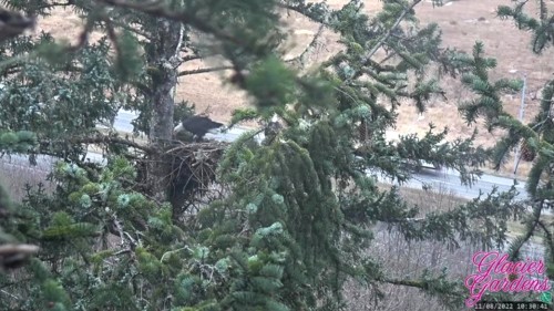 Nov. 8th Mama & Papa visit the nest & are busy with nestorations_2022-11-11 15-38-02.jpg