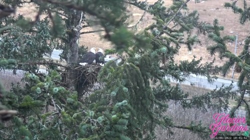 Nov. 8th Mama & Papa visit the nest & are busy with nestorations_2022-11-11 15-50-33.jpg