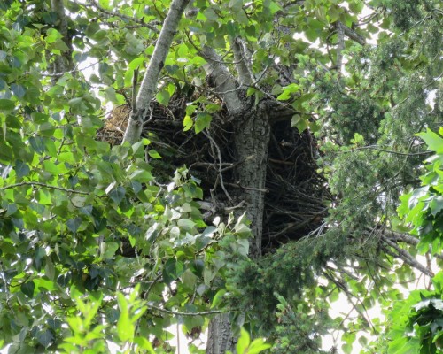 Littlewood Rd. Eagle Nest.JPG