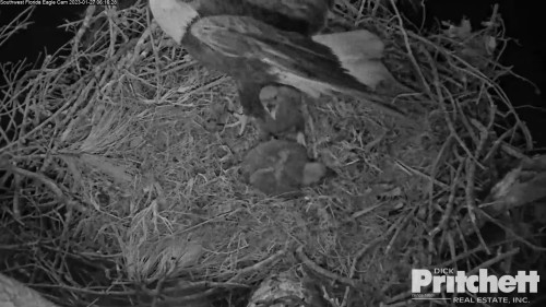 January 27 A2 at 061628 Harriet leaves nest  1-17-2023.jpg