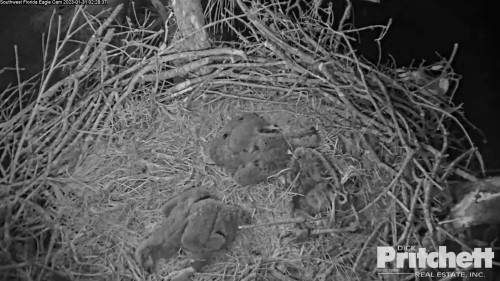 January 31 A1 at 023827 Eaglets sleeping alone in nest 1-31-2023.jpg