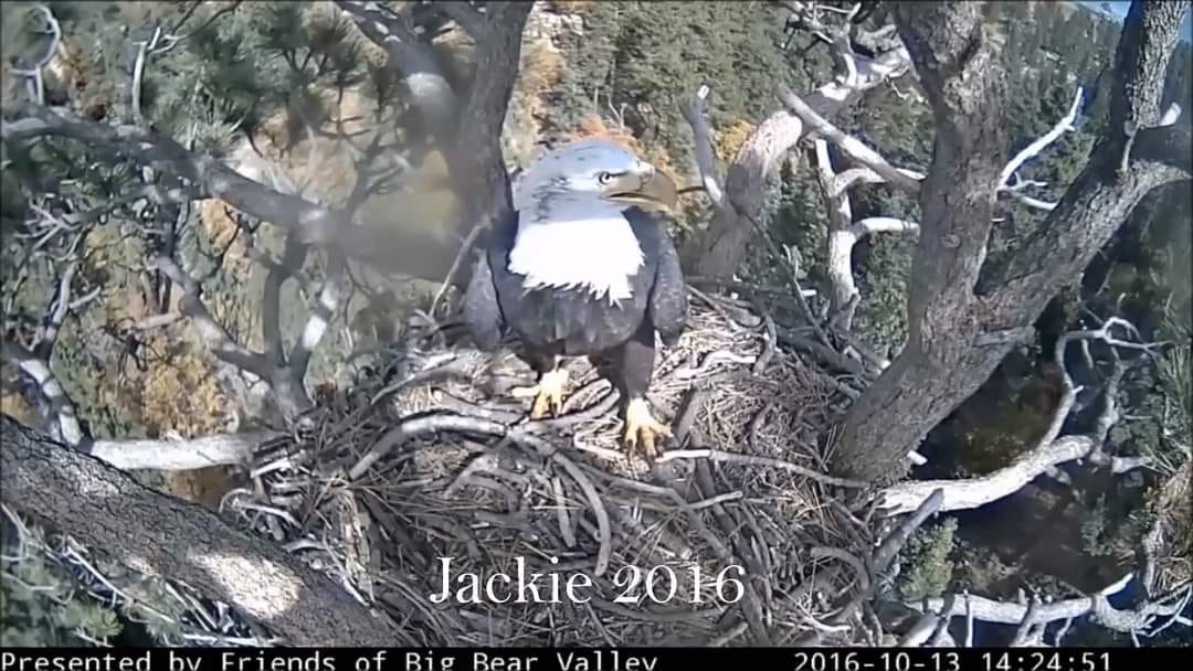 Big Bear Bald Eagle Nest Cam - Page 6 File