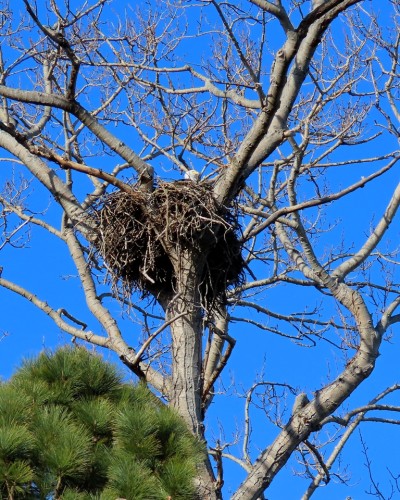 Uplands-Lansdowne Eagle Nest 14 Feb. 2023.JPG
