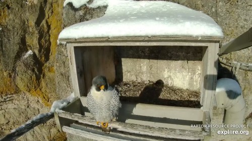 GSB Falcon at nest box morning 3-13-2023.jpg