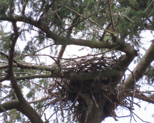 Hollywood Park Eagle Nest(2) 1 Mar. 2023.JPG
