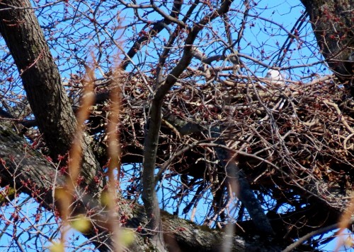 Willows Beach Eagle in Nest 22 Mar. 2023.JPG