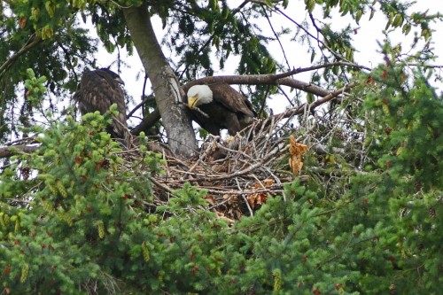 100 July 4, Joey watches Mom add twigs to the nest (1024x683).jpg