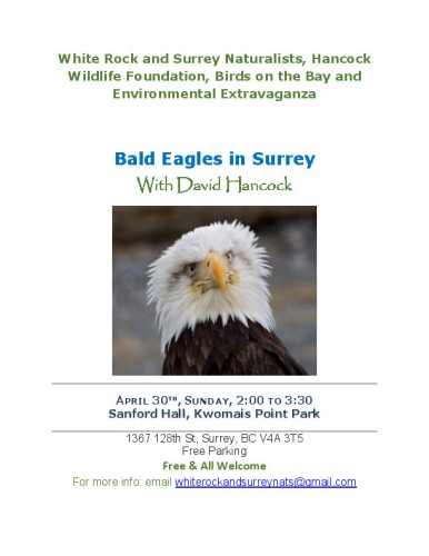 20230425_Hancock Bald Eagles in Surrey april 30 2023email.jpg