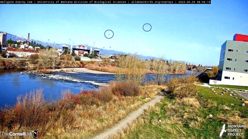 hellgate cam op  panned saw 2 flying one in front for sure osprey 8 58 apr 29 .jpg