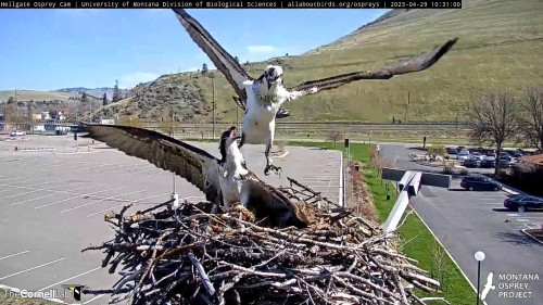 hellgate iris lunged at the unknown female banded osprey 10 31 apr 29 .jpg