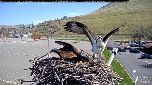 hellgate unknown osprey landed on iris nest 10 31 apr 29 .jpg