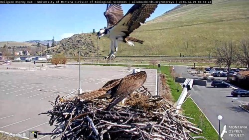 hellgate intruder osprey ascended off nest 10 33 apr 29 .jpg