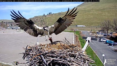 hellgate to her nest with fish 12 17 apr 29 .jpg