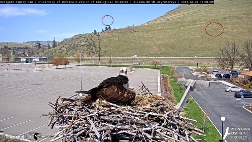 hellgate shadow of chopper and paraglider iris on her nest 3 08 apr 29 .jpg