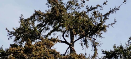 Eagle in Hollywood Park nest May 5 2023.jpg