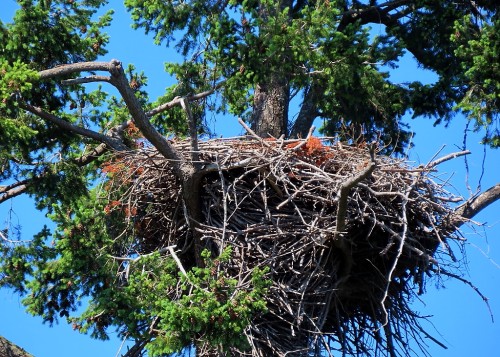 Roberts Bay Eagle Nest(1) 26 May 2023.JPG