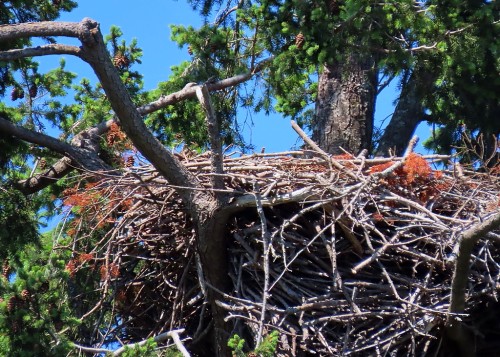 Roberts Bay Eagle Nest(2) 26 May 2023.JPG