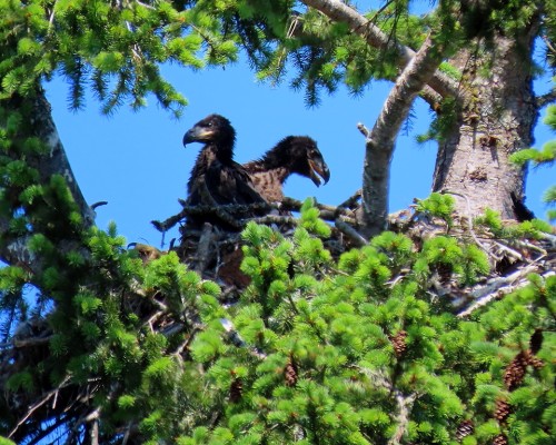 Reay Creek Eaglets 26 May 2023(3).JPG