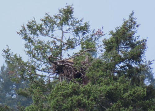 Tod Flats Eagle Nest (Wallace Dr.) 14 June 2023.JPG