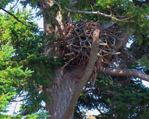 Sylvan Lane New Eagle Nest(2) 27 June 2023.JPG