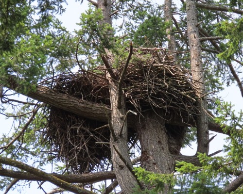 Yarrow Pt. Eagle Nest 4 July 2023.JPG