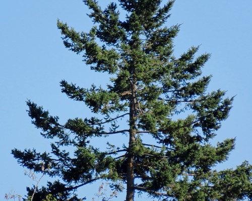 Lochside Dr. Eagle Perch Tree 14 July 2023.JPG