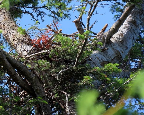 Saxe Pt. Park Eagle Nest(1) 22 July 2023.JPG