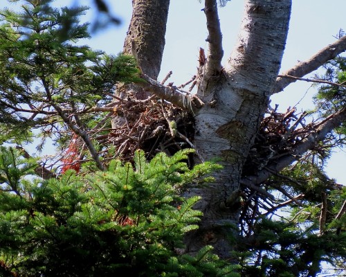 Saxe Pt. Park Eagle Nest(2) 22 July 2023.JPG
