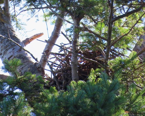 Saxe Pt. Park Eagle Nest(3) 22 July 2023.JPG