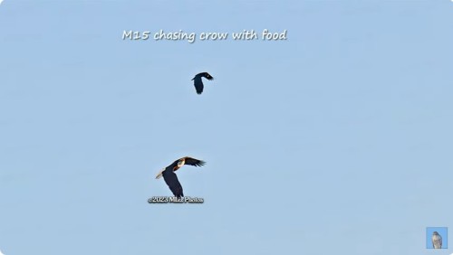 SWF   chasing crow   9-10-23.jpg