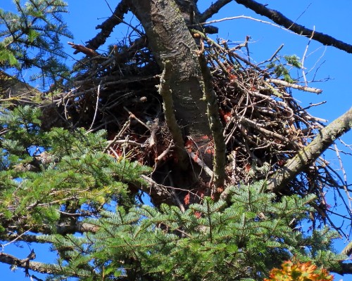 Hummingbird Lane Eagle Nest 12 Oct. 2023 (1).JPG