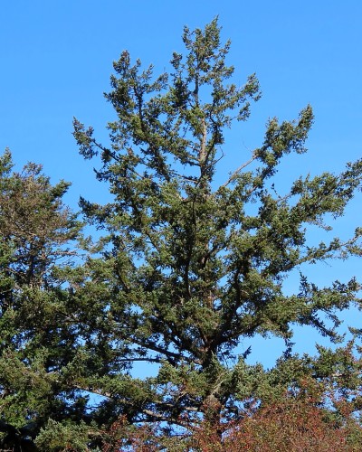 Reay Creek Eagle Nest Tree 12 Oct. 2023.JPG