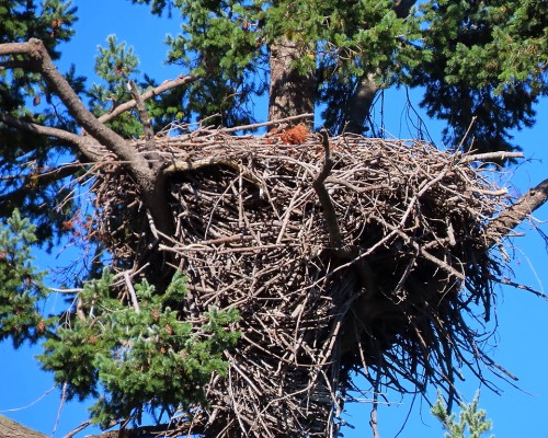 Roberts Bay Eagle Nest 12 Oct. 2023.JPG