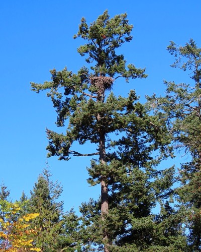 Roberts Bay Eagle Nest Tree 12 Oct. 2023.JPG