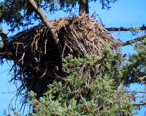 Lochside Dr. Eagle Nest (1) 12 Oct. 2023.JPG