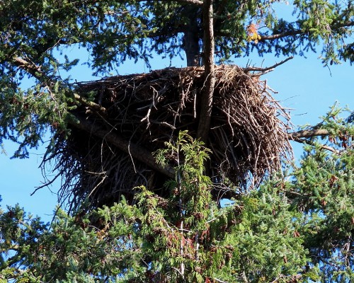 Lochside Dr. Eagle Nest (2) 12 Oct. 2023.JPG