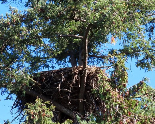 Lochside Dr. Eagle Nest (3) 12 Oct. 2023.JPG