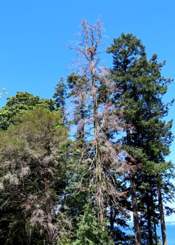 Mount Doug Nest Tree 14 July 2021 (2).JPG